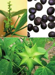 Plukenetia Flower Seeds for Planting – Colorful Display, Heirloom, Non-GMO, High Germination