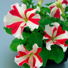 White & Red Petunia Flower Seeds for Planting – Heirloom, Non-GMO, Easy to Grow Organic Garden Seeds