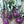 Azur Star Organic Glass Bowl Vegetable Seeds for Planting – heirloom & non-GMO seeds, unique kitchen variety