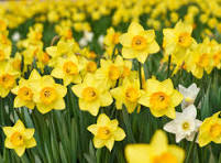 Narcissus Flower Seeds for Planting – Cut Flower Favorite, Heirloom, Non-GMO & Organic Garden Seeds