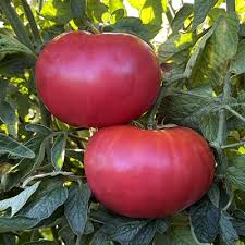 Dark Pink Tomato Seeds for Planting – Heirloom, Non-GMO, High Germination Organic Seeds for Sweet, Colorful Tomatoes