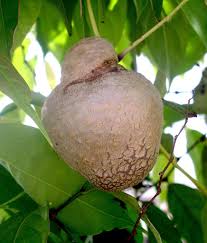 Dioscorea flower seeds for planting - Heirloom & Non-GMO Garden Seeds