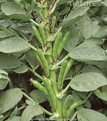 Green Leaf Vicia Faba Seeds for Planting – Heirloom, Non-GMO, Nutritious Organic Garden Seeds – High Germination, Hardy Broad Beans
