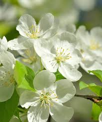Crabapple White Flower Seeds for Planting – Organic, Heirloom, Non-GMO, High Germination Garden Seeds