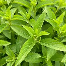 Japanese Mint flower seeds for planting - Heirloom & Non-GMO Garden Seeds