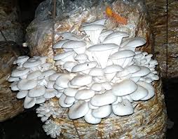 Mushroom Seeds for Planting Gray – Heirloom, Non-GMO Spores, Gourmet Variety – High Germination