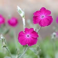 Pink Lychnis Flower Seeds for Planting – Long Bloom Season, Heirloom, Non-GMO Seeds for Home Garden