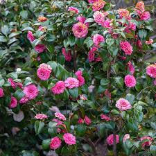 Camellia Flower Seeds for Planting – Heirloom, Non-GMO, Seasonal Bloomer Organic Garden Seeds