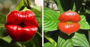Heirloom Lips Flower Seeds for Planting – Seasonal Bloomer, Non-GMO, High Germination Organic Garden Seeds