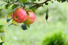 Red Yellow Apple Fruit Seeds for Planting – Heirloom, Non-GMO for Crisp Orchard Variety