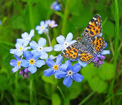 Forget Me Not Flower Seeds for Planting | Hardy Variety | Heirloom Non-GMO High Germination Seeds
