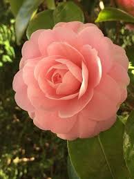 Camellia Peach Flower Seeds for Planting Heirloom Non-GMO High Germination Organic Garden Seeds