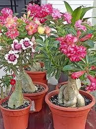 Mixed Caudex Flower Seeds for Planting | Heirloom Non-GMO High Germination Organic Garden Seeds