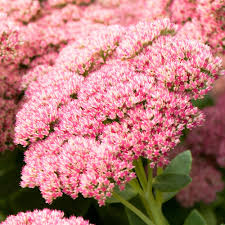 Sedum Flower Seeds for Planting – Colorful Display, Heirloom, Non-GMO, High Germination