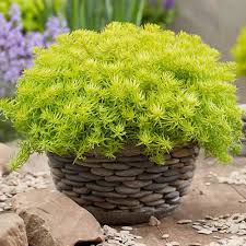 Sedum Flower Seeds for Planting – Bright Blooms, Heirloom, GMO Free Organic Garden Seeds