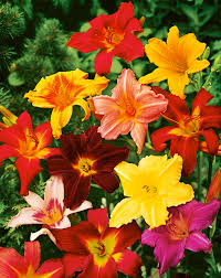 Hemerocallis Mixed Seeds for Planting – Organic, Heirloom, Non-GMO, High Germination Flower Seeds