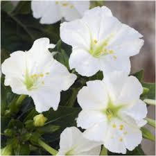 White Mirabilis Flower Seeds for Planting – Heirloom, Non-GMO, High Germination, Bright Blooms for Home Gardens