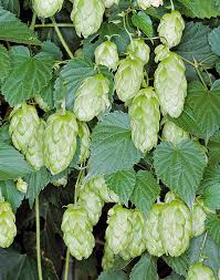 Pale Green Humulus Lupulus Seeds for Planting – Heirloom Non-GMO Organic Garden Seeds – Hardy Variety, High Germination