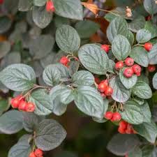 Brown Cotoneaster flower seeds for planting - Heirloom & Non-GMO Garden Seeds