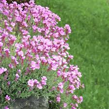Soft Pink Rock Cress Flower seeds for Planting - Colorful Display, Heirloom &amp; GMO Free Seeds for Home Garden