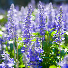 Blue Hyssopus Officinalis Flower Seeds for Planting – Heirloom, Non-GMO, Colorful Display Organic Garden Seeds