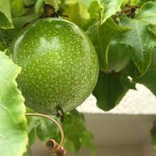 Fruit Seeds,Garden seeds, Seeds For Planting,Plant Seeds
