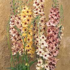 Cream Verbascum Flower Seeds for Planting | Heirloom Non-GMO High Germination Organic Garden Seeds