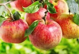 Red Yellow Apple Fruit Seeds for Planting – Heirloom, Non-GMO for Crisp Orchard Variety