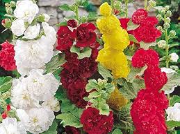 Hollyhock Carnival Flower Seeds for Planting – Sun Loving, Heirloom, GMO Free Organic Garden Seeds