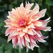 Butterscotch Dahlia Flower Seeds for Planting - Heirloom, Non-GMO, High Germination Organic Garden Seeds
