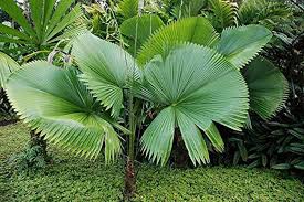 Green Licuala flower seeds for planting - Heirloom & Non-GMO Garden Seeds