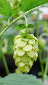 Pale Green Humulus Lupulus Seeds for Planting – Heirloom Non-GMO Organic Garden Seeds – Hardy Variety, High Germination