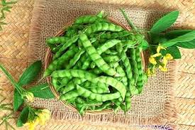 Cajan Pigeon Pea Vegetable Seeds for Planting – Heirloom Non-GMO, High Germination Organic Garden Seeds