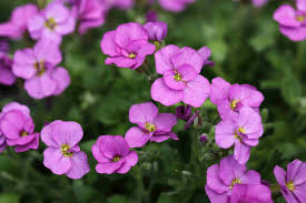 Soft Pink Rock Cress Flower seeds for Planting - Colorful Display, Heirloom &amp; GMO Free Seeds for Home Garden