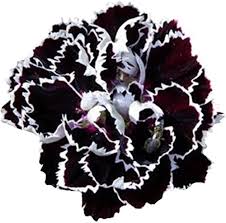 Black White Carnation Flower Seeds for Planting – Heirloom, Non-GMO, High Germination Organic Garden Seeds