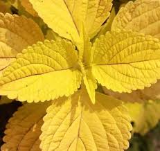 Yellow Coleus Flower Seeds for Planting – Heirloom, Non-GMO, High Germination Organic Garden Seeds