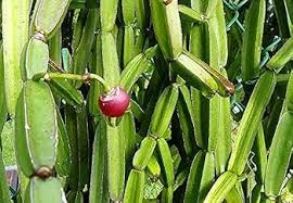 Cissus Flower Seeds for Planting – Perfect for Borders, Heirloom, GMO Free Organic Garden Seeds