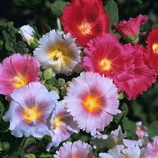 Mixed Alcea Rosea  Flower Seeds for Planting – Heirloom, Non-GMO, Colorful Display Organic Garden Seeds