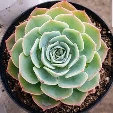 Blue Echeveria Derenbergii Seeds for Planting – Cottage Garden Essential, Heirloom, Non-GMO
