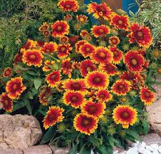 Red Arizona Flower Seeds for Planting – Drought Tolerant Heirloom Non-GMO Seeds