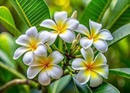 Yellow White Frangipani Flower Seeds for Planting – Heirloom, Non-GMO, Premium Quality Organic Garden Seeds