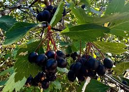 Black Hawthorn Tree Seeds for Planting – Heirloom, Non-GMO for Hardy Ornamental Garden Trees