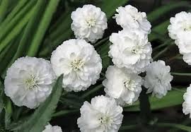 Ptarmica Flower Seeds for Planting – Shade Tolerant Heirloom Non-GMO High Germination Organic Garden Seeds