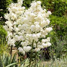 White Yucca Flower Seeds for Planting | Heirloom Non-GMO Organic Garden Seeds, High Germination