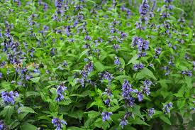 Green Cat Mint flower seeds for planting - Heirloom & Non-GMO Garden Seeds