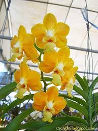 Yellow Orchid Flower Seeds for Planting - Vibrant Heirloom &amp; Non-GMO Organic Garden Seeds for Home Garden