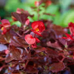 Begonia Flower Seeds for Planting – Wildflower Mix, Heirloom, Non-GMO & Organic Garden Seeds (10 Seeds)