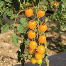 Tomato Vegetable Seeds for Planting – Heirloom Non-GMO Yellow Hybrid Variety – High Germination, Sweet Flavor