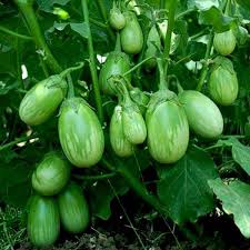 Green Eggplant Seeds for Planting - Heirloom Non-GMO Organic Garden Seeds, High Germination, Tender Traditional Variety
