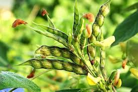 Cajan Pigeon Pea Vegetable Seeds for Planting – Heirloom Non-GMO, High Germination Organic Garden Seeds